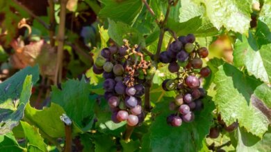 alles, was Sie über Wein wissen müssen 🍷 2026 13 beaujolais nouveau 2025